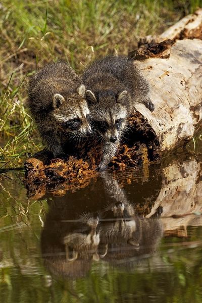 North American raccoon-and reflection on pond-Procyon lotor-Montana